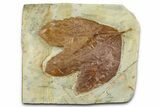 Fossil Sycamore Leaf (Macginitiea) - Montana #377893-1